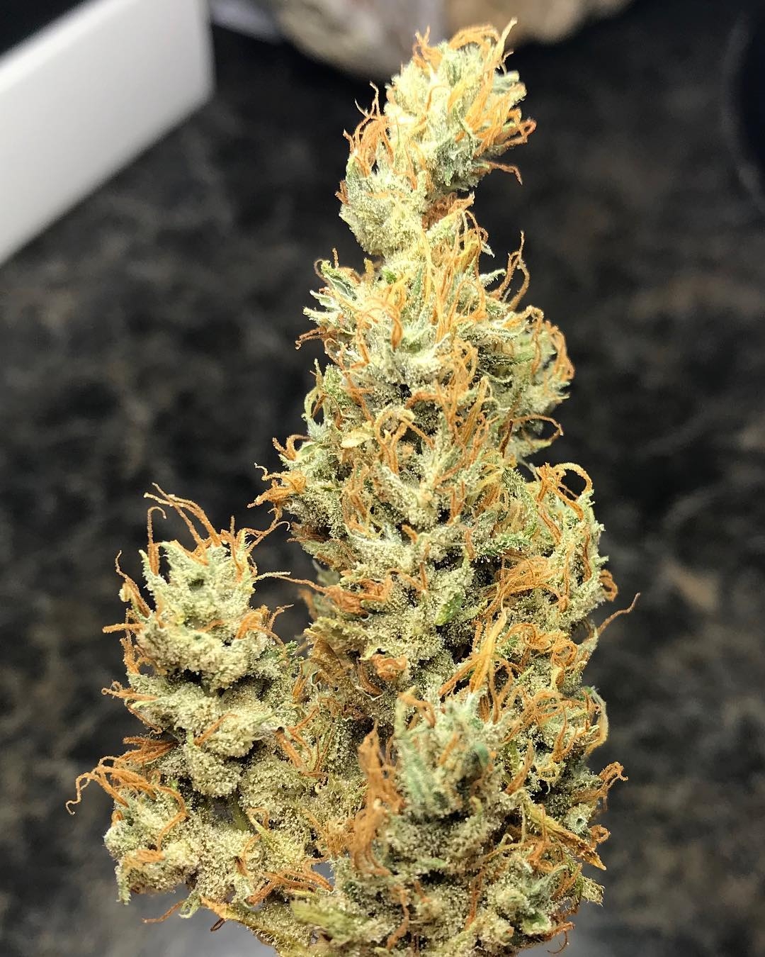 Pineapple Diesel Strain Info / Pineapple Diesel Weed By Dynasty Seeds