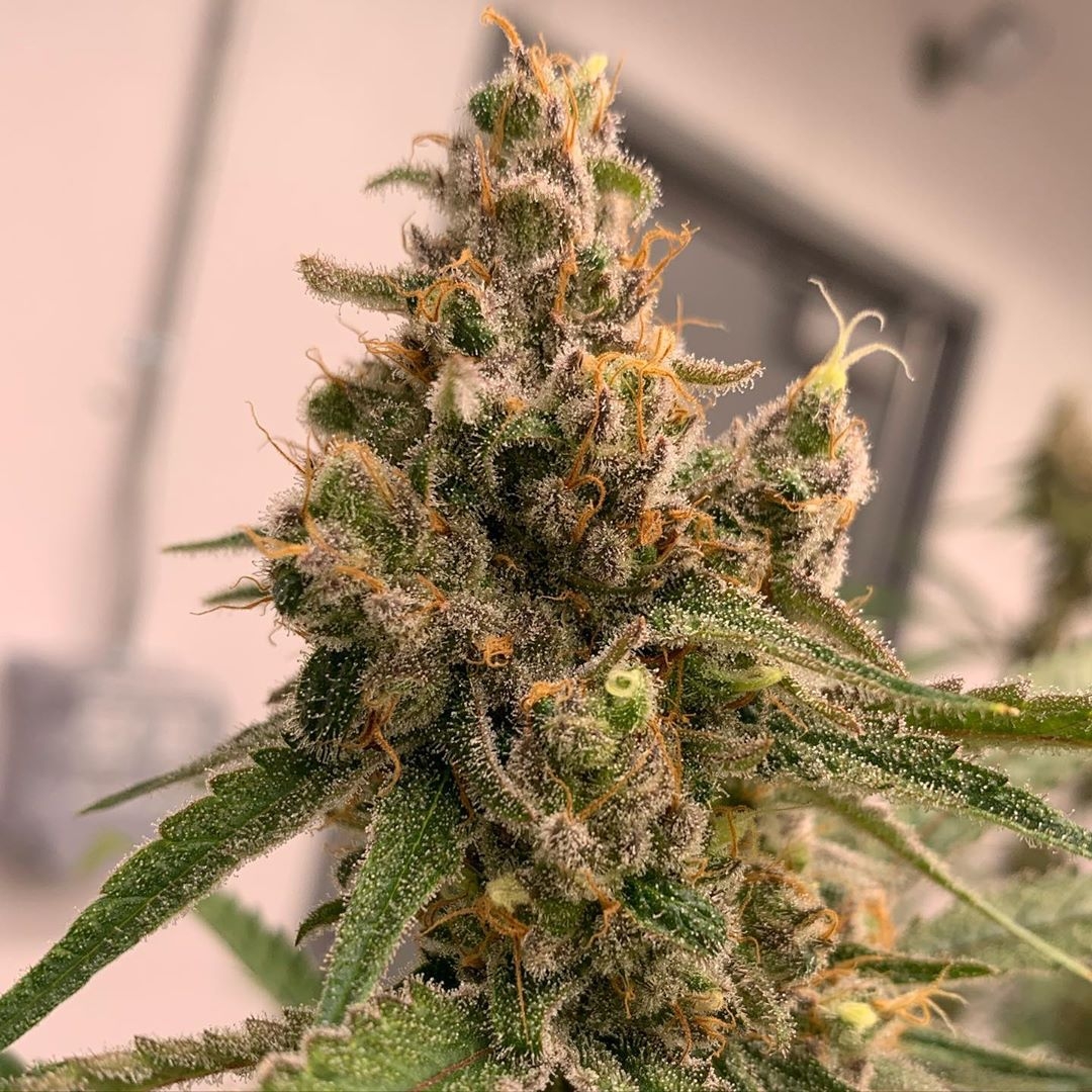 Pineapple Fields Strain Info / Pineapple Fields Weed By Dynasty Seeds