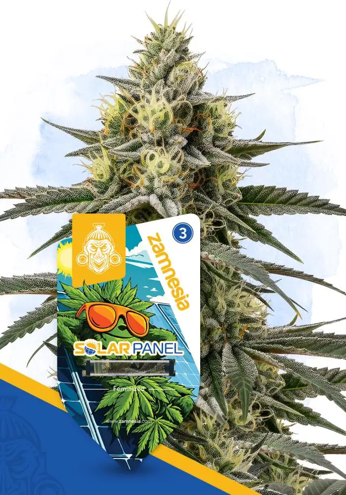 Solar Panel Seeds by Zamnesia Seeds - GrowDiaries