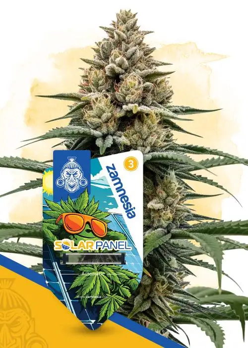 Solar Panel Autoflower
