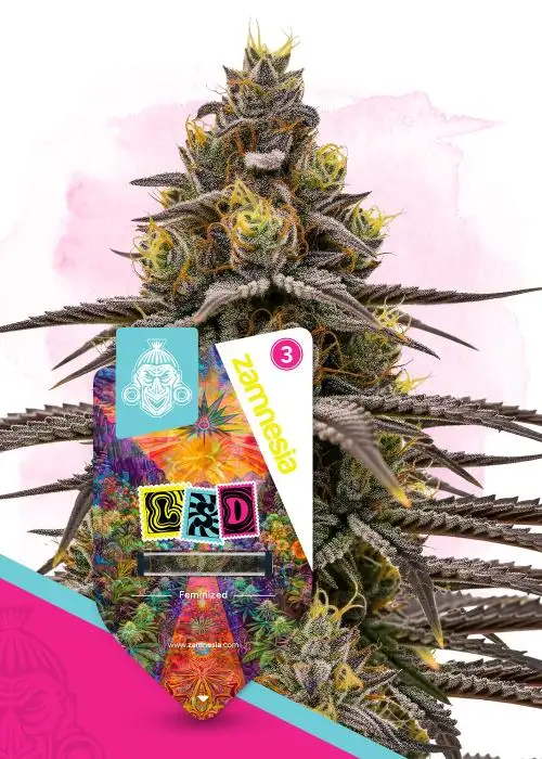 LSD 