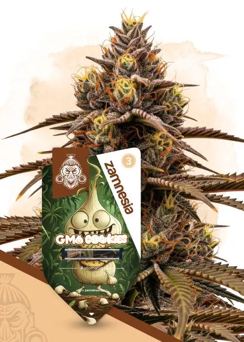GMO Cookies Autoflower