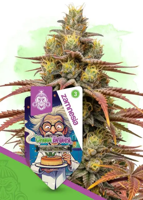 Chem Brulee Autoflower