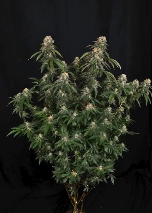 GG4™