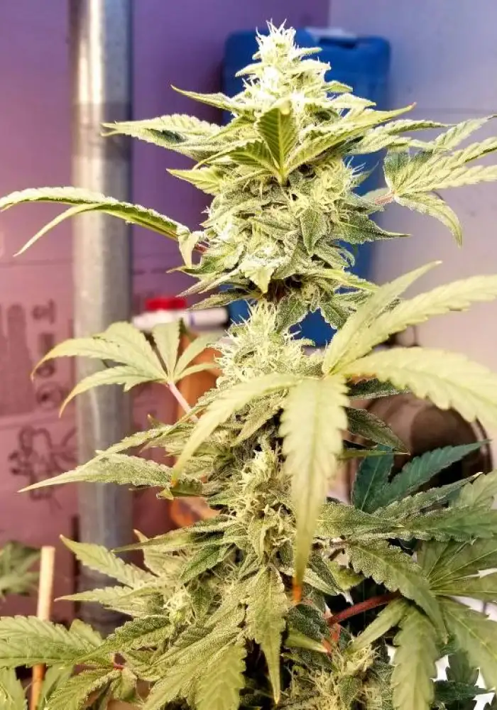 Auto Gorilla OG x Auto Tha Shiznit