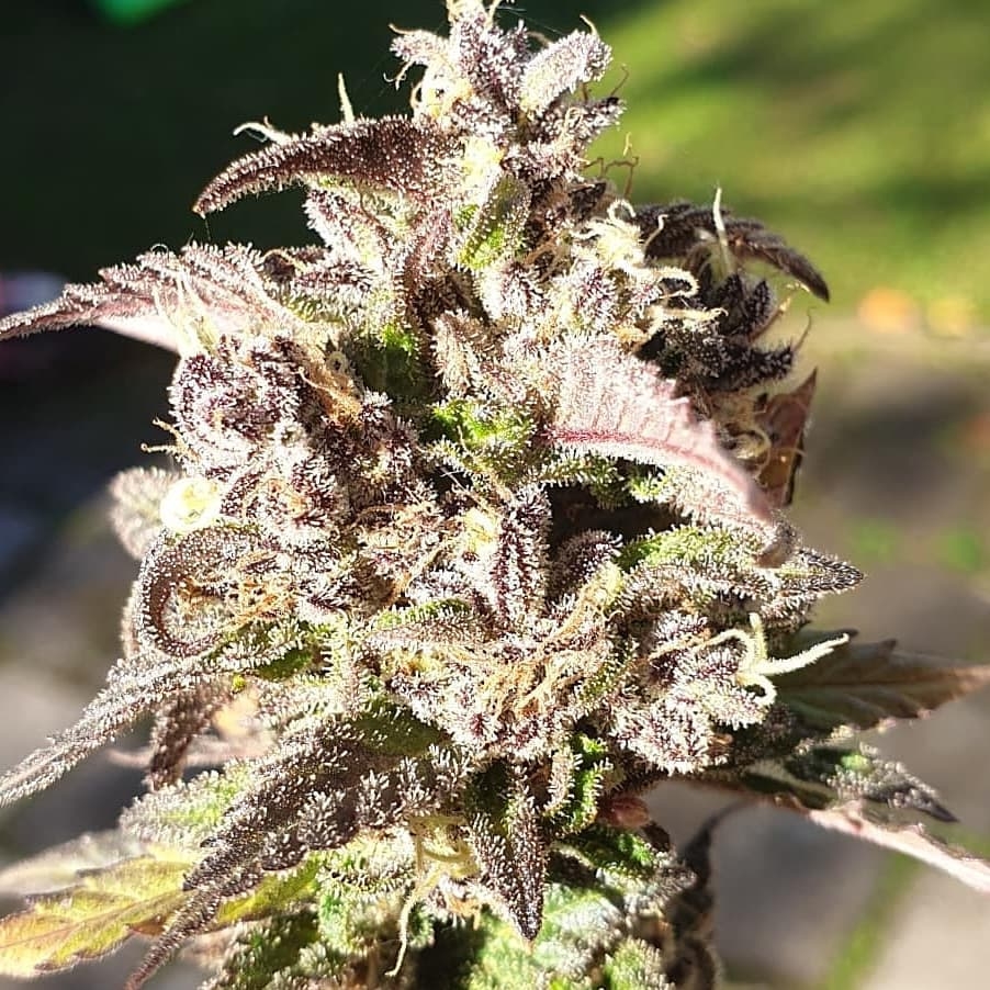 Kiwiskunk Strain Info / Kiwiskunk Weed By Kiwi Seeds - GrowDiaries