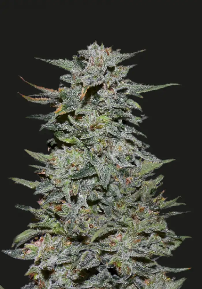 Boy Scout Cookies