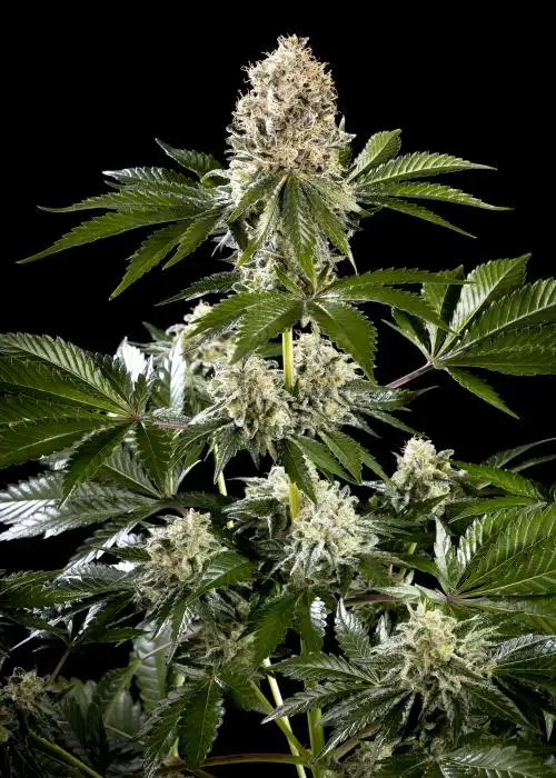 Sunset Sherbet Go Fast