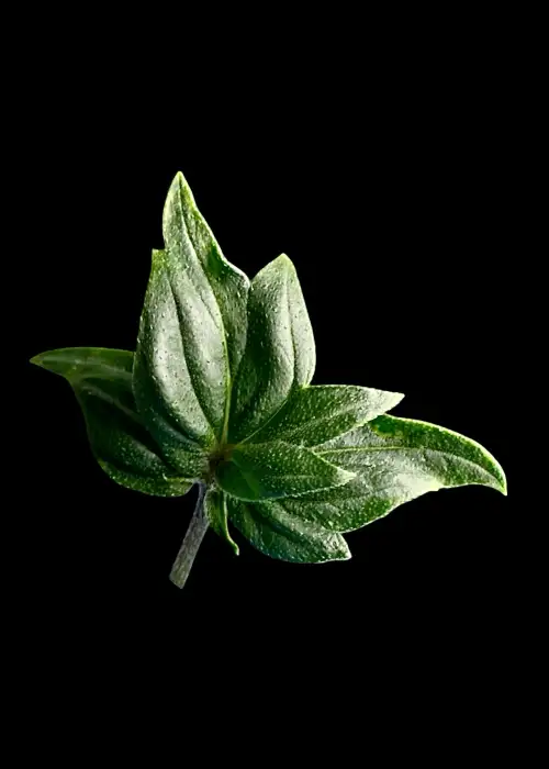 Pink Mentha Mutants F2