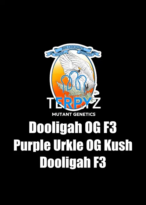 Dooligah OG F3