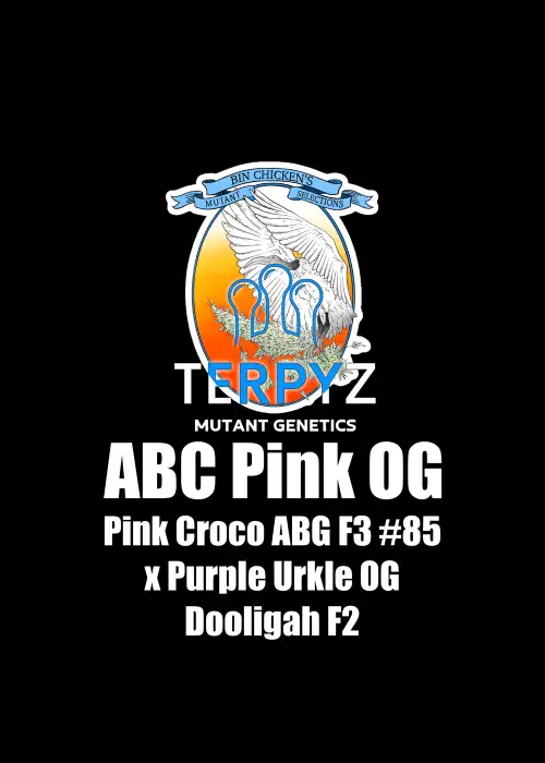 ABC Pink OG