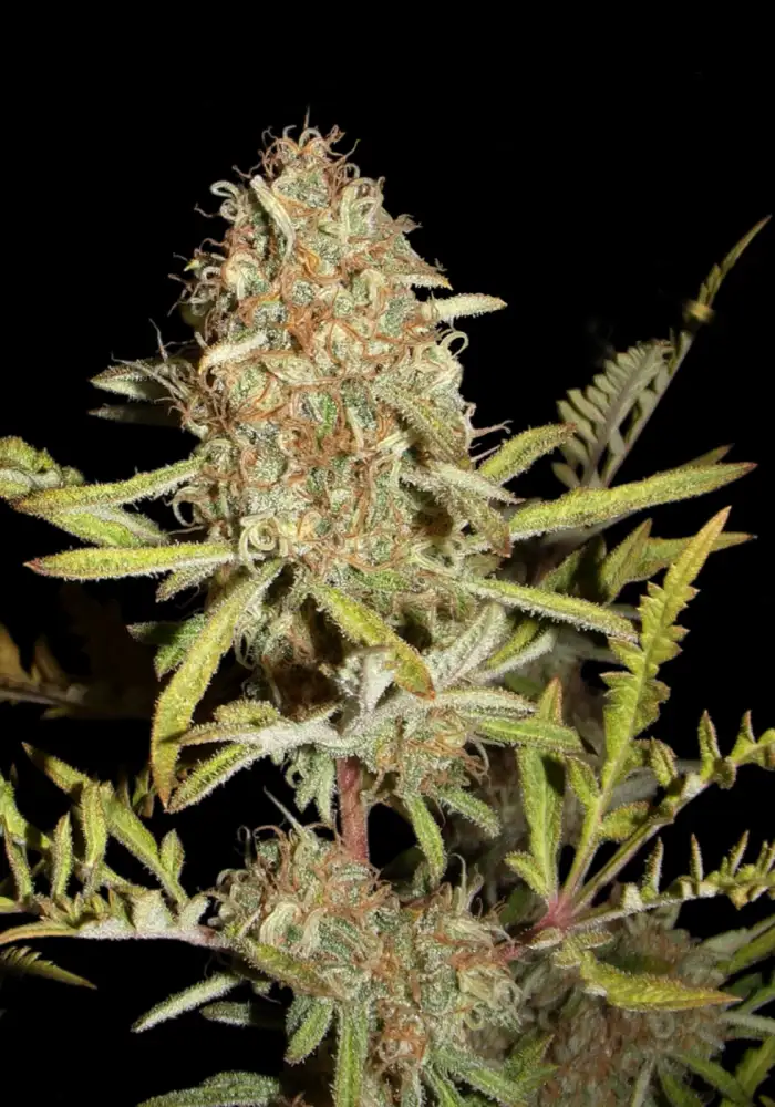 Banana Chem Freak Regular