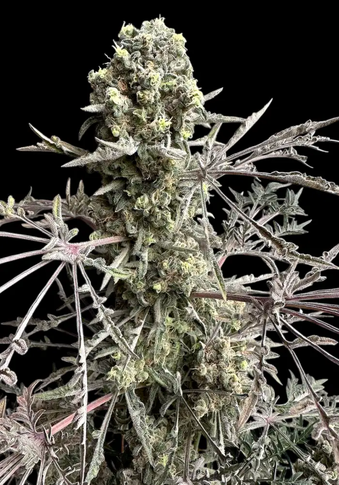Mentha de Croco Bx1 F2