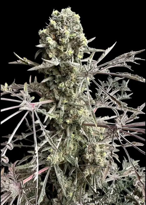 Mentha de Croco Bx1 F2