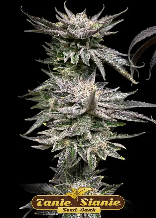 Pineapple Fruz