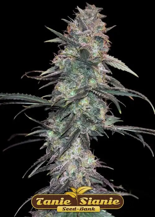 Gator Breath