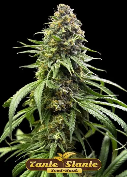 Critical Kush