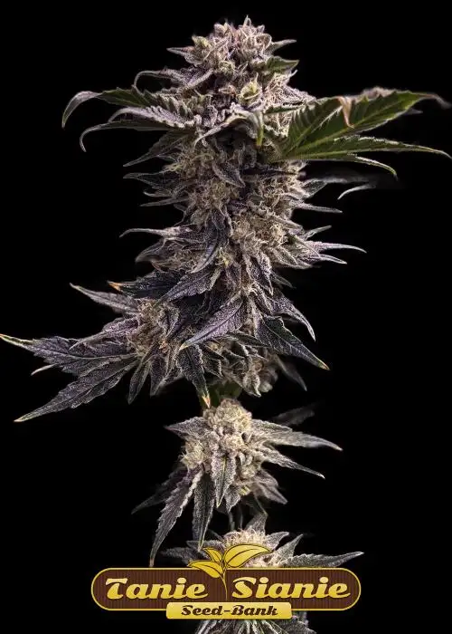 Cherry Pie