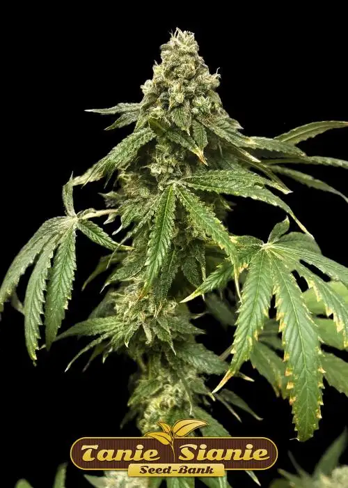 Gorilla Glue Auto