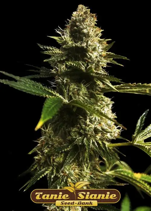 AK-47 Auto
