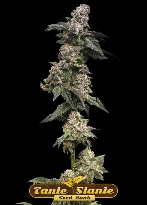 Strawberry Gorilla Auto