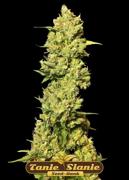 Orange Bud Auto