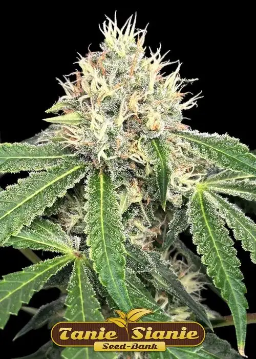 Godfather OG Auto