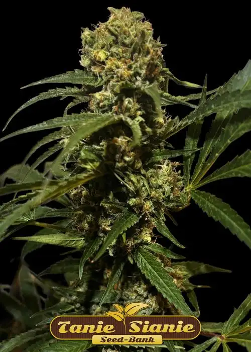 Cheesecake Auto