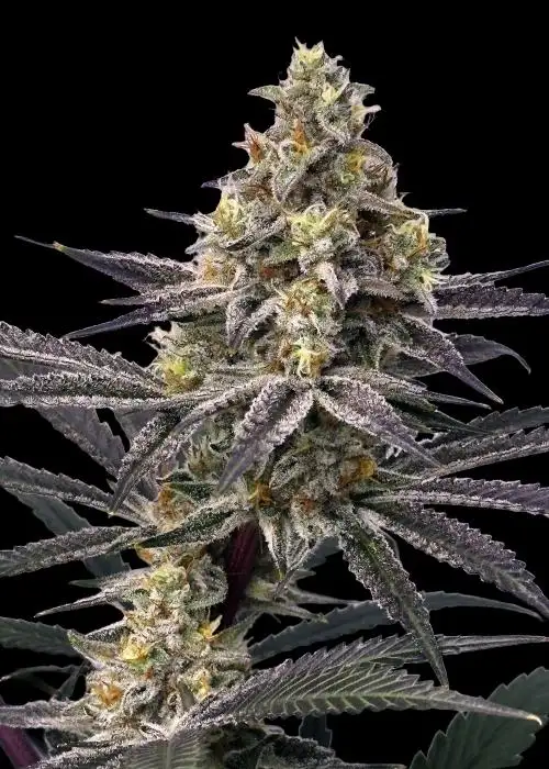 Lemon Cherry Gelato