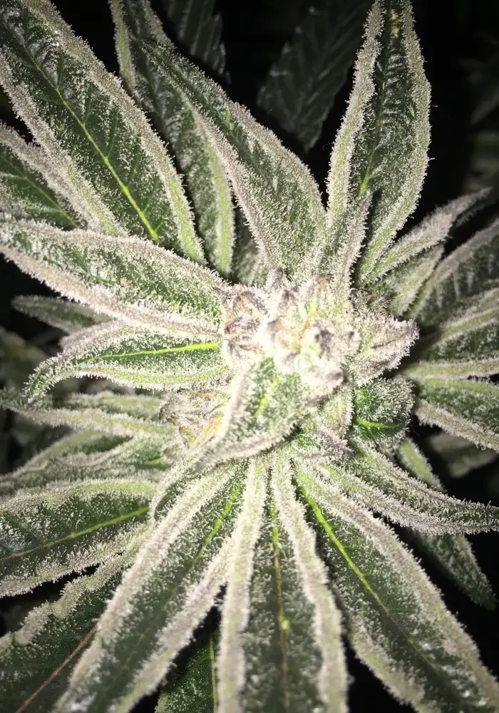 Peyote Purple