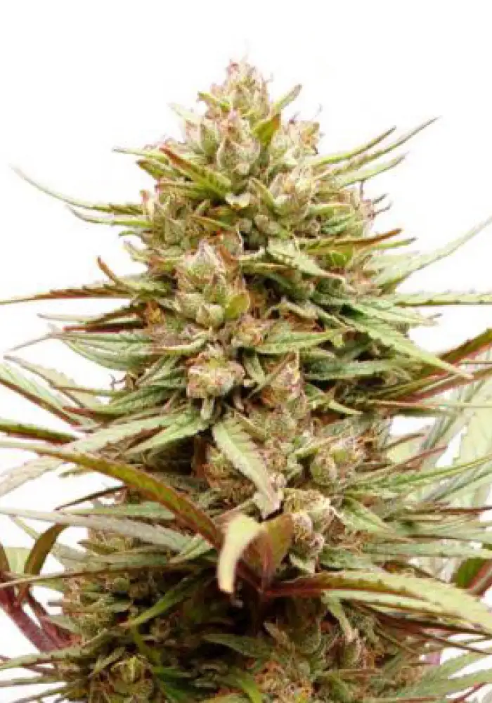 CBD Compassion