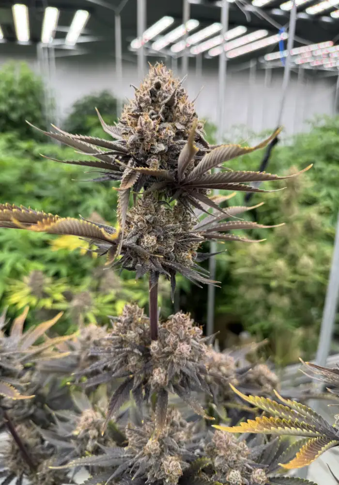 Banana Purple Punch Auto RF3