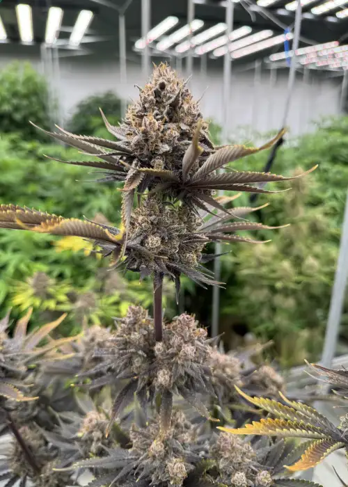 Banana Purple Punch Auto RF3