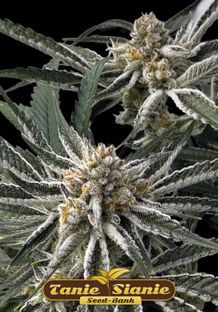 Blackberry Moonrocks