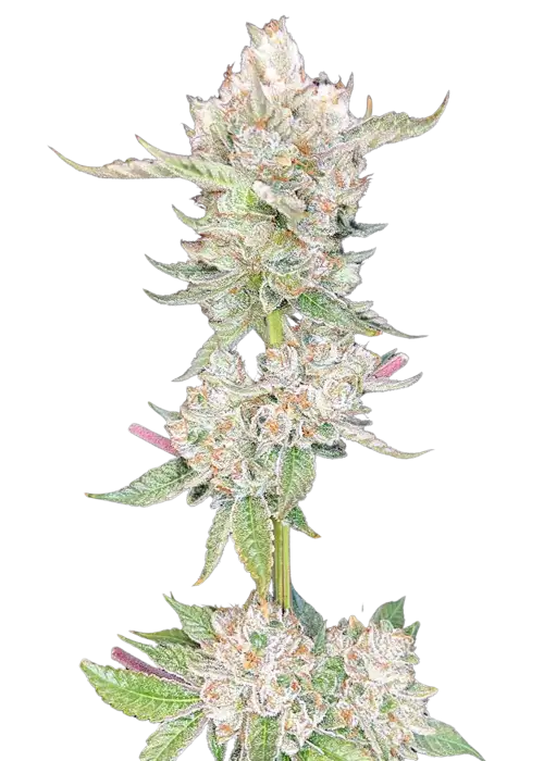  Fruit Gum x Lemon Tree 