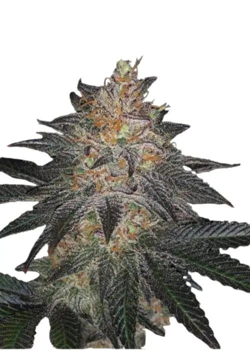 White Grapefruit Cookies S1 