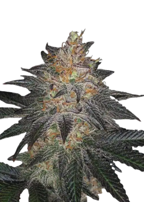 White Grapefruit Cookies S1 