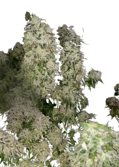 Fruit Gum x WGC