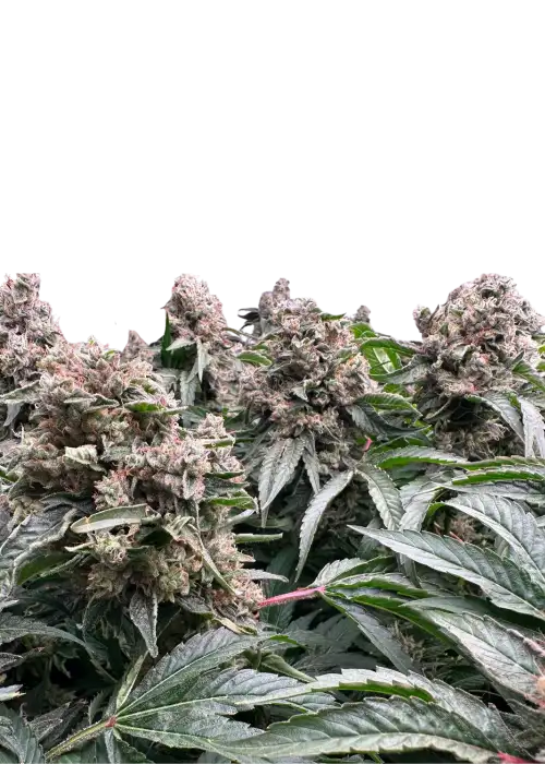 Senor Pina x Fruit Gum