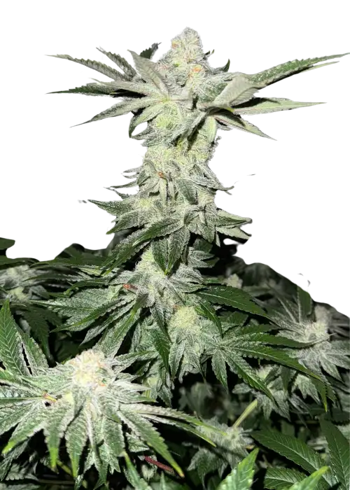 Rainbow Belts x Lemon Tree