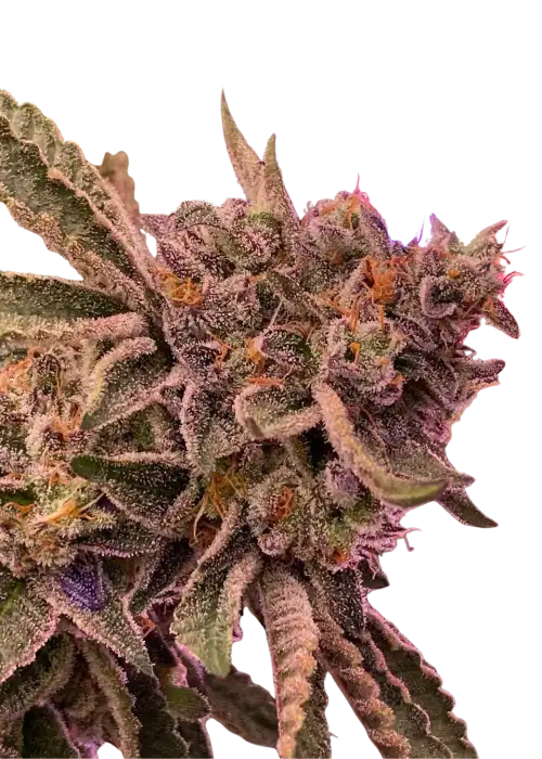 Watermelon ZumZum x Fruit Gum 