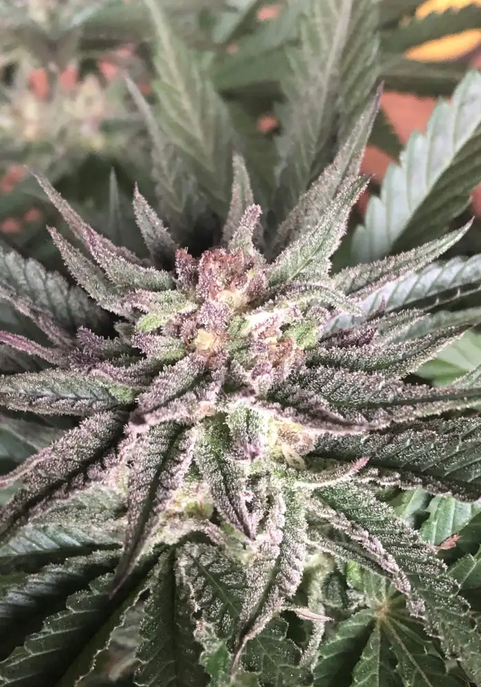 Deep Mandarine