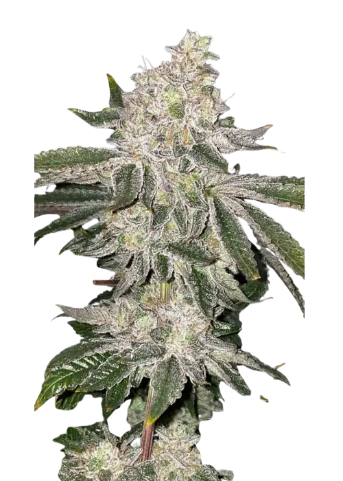 Fish Scale x Lemon Tree
