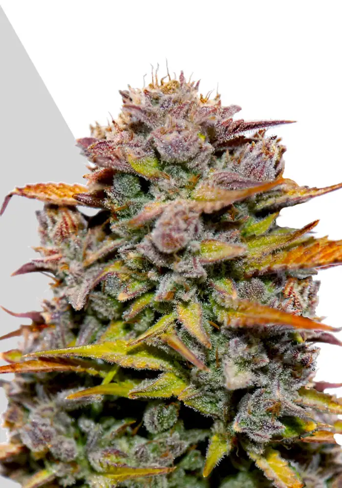 Fat Bastard Auto