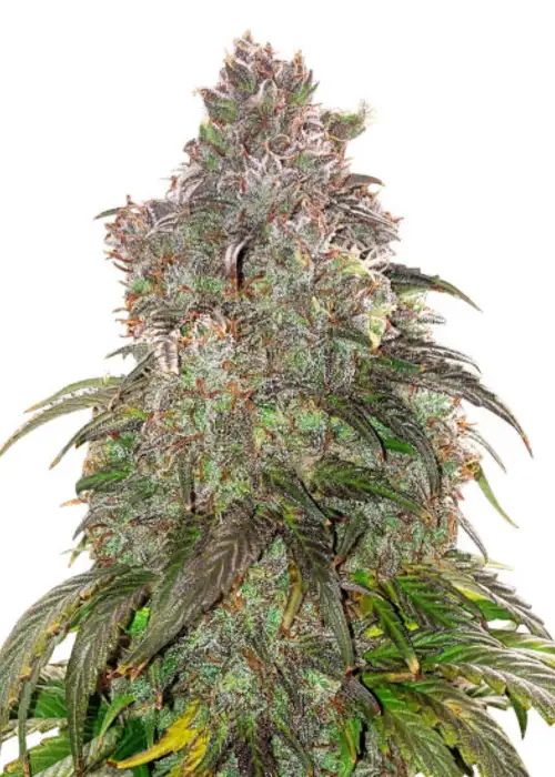 Jack Herer Autoflower