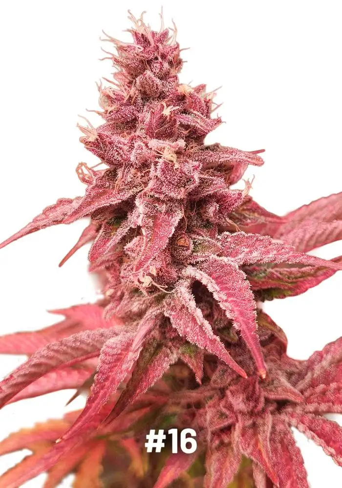 Sour Fruit Tartare F1 - #16