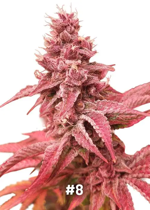 Sour Fruit Tartare F1 - #8