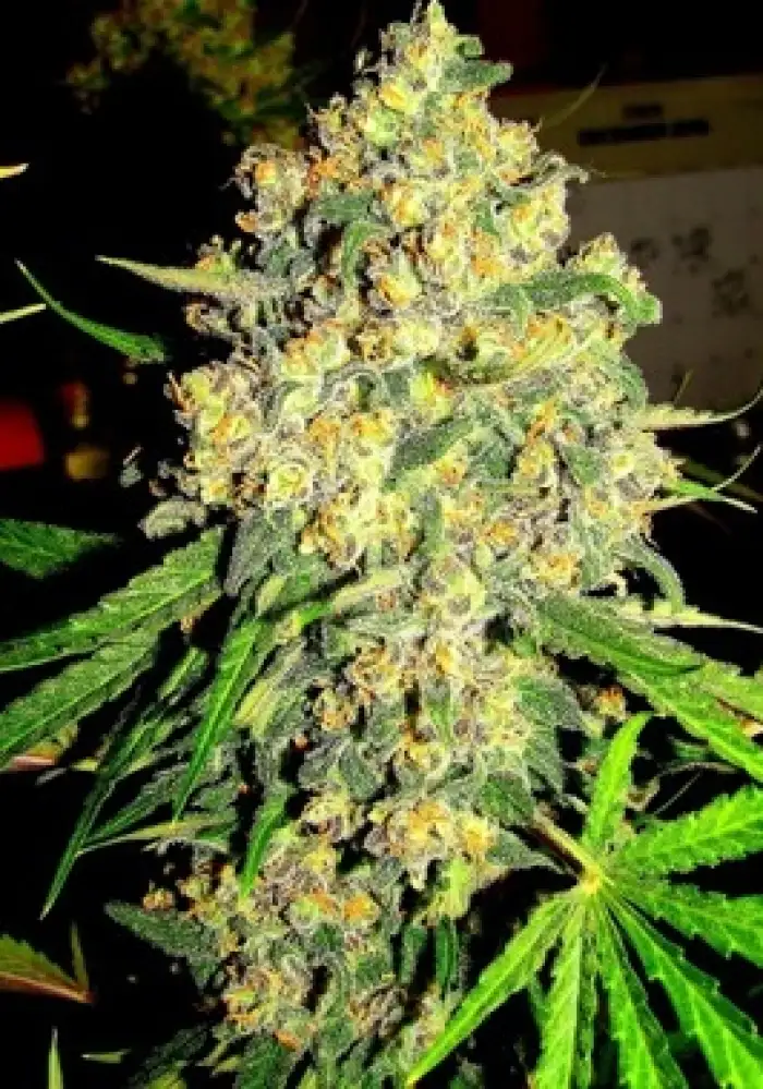 Pink Sherbert 