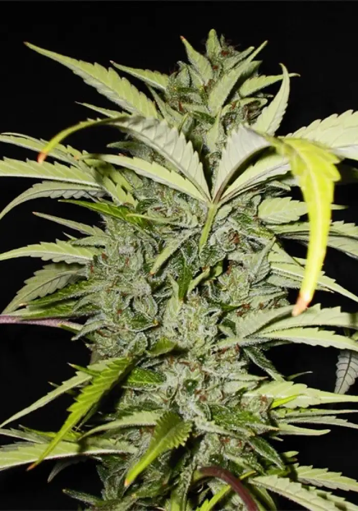 Med Gom 1.0 Auto