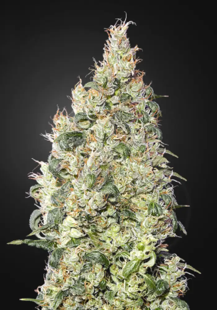 King's Kush CBD